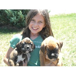 Boxer Breeder in Elizabeth, Colorado