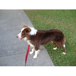 Border Collie Stud in Georgia