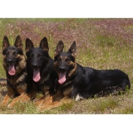 German Shepherd Dog Breeder in Post Falls, Idaho