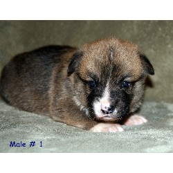 Pembroke Welsh Corgi Breeder in Gainesville, Texas