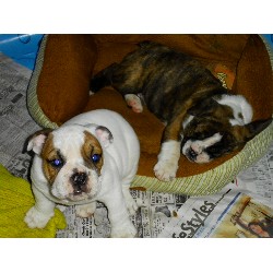 English Bulldog Breeder in Lexington, North Carolina