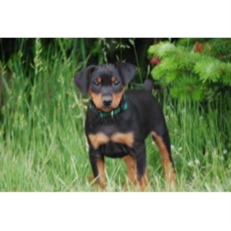 German Pinscher Breeder in Parkdale, Oregon