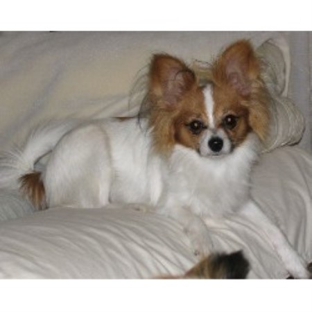 papillon puppies for sale mn mck papillons papillon breeder in branch minnesota listing id 16573 papillon puppies for sale mn mck papillons papillon breeder in branch minnesota listing id 16573
