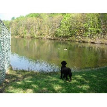 Portuguese Water Dog Breeder in Charlottesville, Virginia