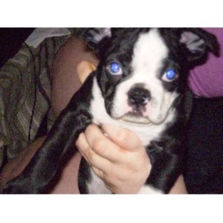 Boston Terrier Breeder in Sevierville, Tennessee