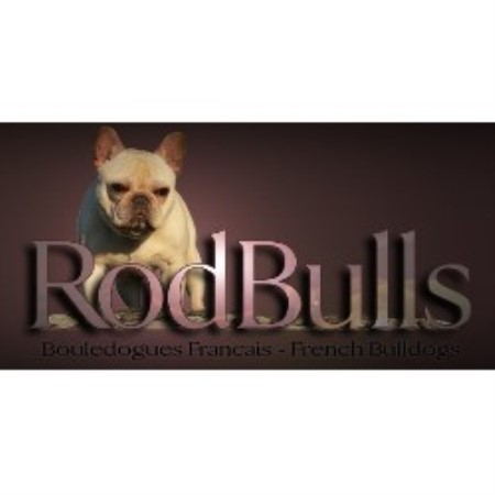 French Bulldog Breeder in St-Liboire, Quebec