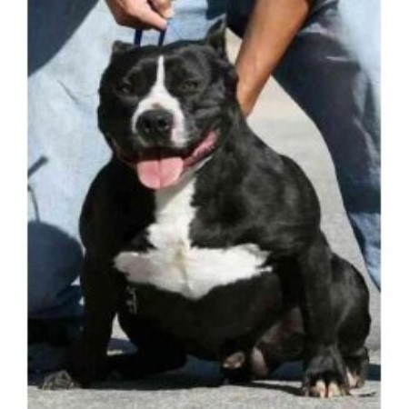 breeders in illinois american pit bull terrier apbt breeders in illinois breeds picture breeders in illinois american pit bull terrier apbt breeders in illinois breeds picture