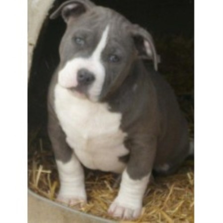 pitbull puppies illinois american pit bull terrier apbt breeders in illinois breeds picture pitbull puppies illinois american pit bull terrier apbt breeders in illinois breeds picture