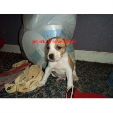 American Pit Bull Terrier Breeder in Marquette Heights, Illinois
