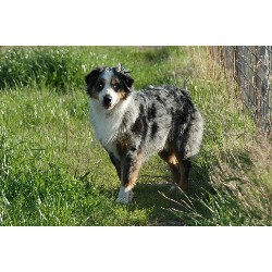 Australian Shepherd Dog Stud in Arizona