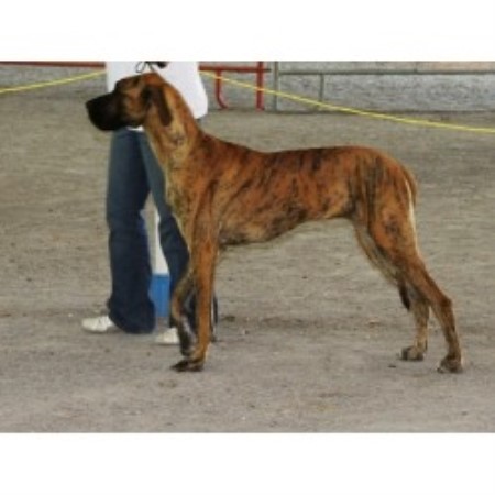 Great Dane breeder in Blythe