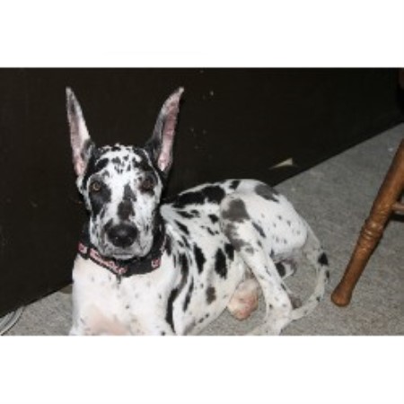 Great Dane breeder in Georgia