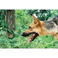 German Shepherd Dog Breeder in Mansfield, Texas