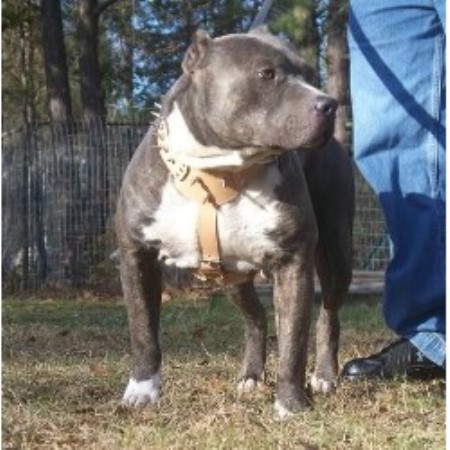 American Pit Bull Terrier Breeder in Lugoff, South Carolina