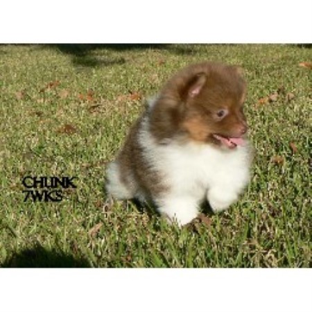 pomeranian louisiana maxwell pomeranians pomeranian breeder in tallulah louisiana listing id 16604 pomeranian louisiana maxwell pomeranians pomeranian breeder in tallulah louisiana listing id 16604