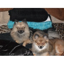 Pomeranian Breeder in O'fallon, Missouri