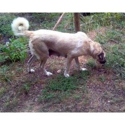 Anatolian Shepherd Dog Stud in North Carolina