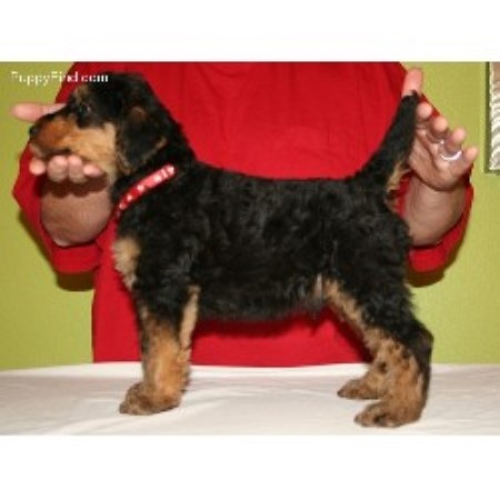 Airedale Terrier Breeder in North Las Vegas, Nevada