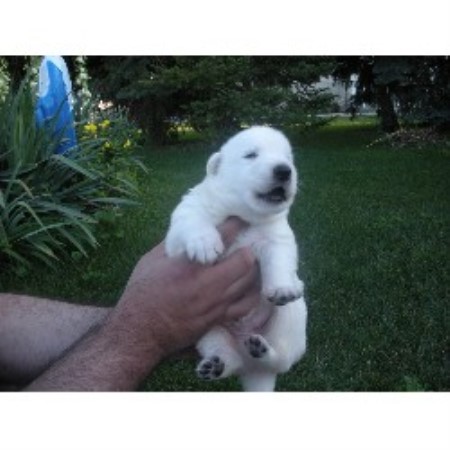 German Shepherd Dog Breeder in Sterling Heights, Michigan