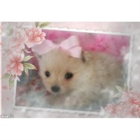 oklahoma yorkie breeders debbies doggies terrier breeder in madill oklahoma oklahoma yorkie breeders debbies doggies terrier breeder in madill oklahoma