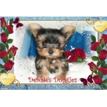yorkie rescue okc terrier yorkie breeders in oklahoma freedoglistings yorkie rescue okc terrier yorkie breeders in oklahoma freedoglistings