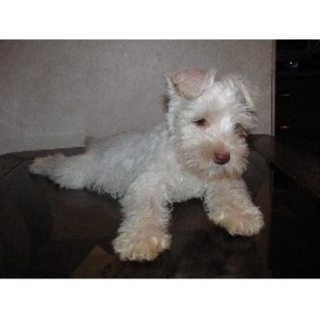 Miniature Schnauzer Breeder in Luverne, Alabama