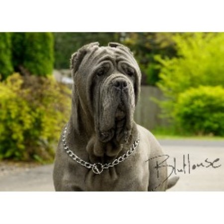 mastiff puppies oregon bluhouse mastini neapolitan mastiff breeder in eugene oregon listing id 16649 mastiff puppies oregon bluhouse mastini neapolitan mastiff breeder in eugene oregon listing id 16649