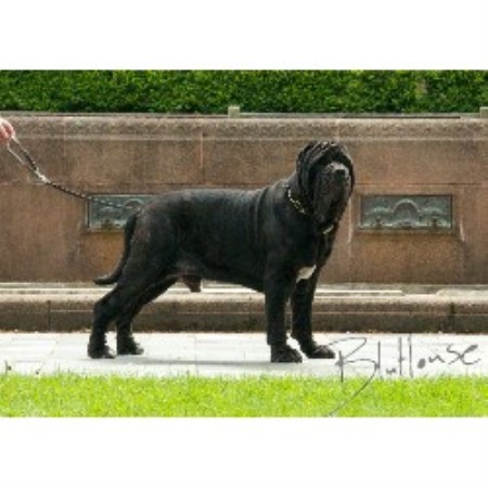 Neapolitan Mastiff Breeder in Eugene, Oregon