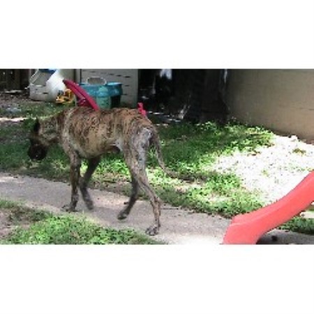 free puppies in rogers arkansas lakeside kennels designer danes great dane breeder in rogers arkansas free puppies in rogers arkansas lakeside kennels designer danes great dane breeder in rogers arkansas