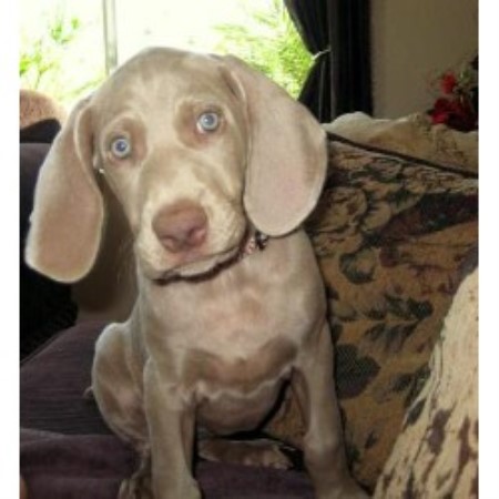 Weimaraner Breeder in Temecula , California
