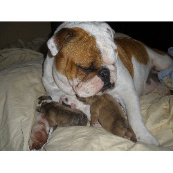 English Bulldog Breeder in Beaumont, California