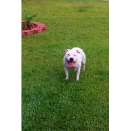 Staffordshire Bull Terrier Breeder in Gulfport, Mississippi