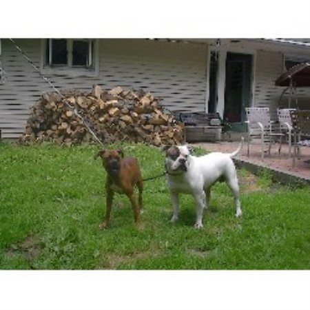 American Bulldog Breeder in Mountainhome, Pennsylvania