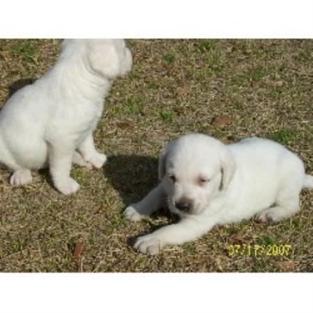 chocolate lab puppies for sale in sc chocolate lab puppies for sale labrador retriever breeder breeds picture chocolate lab puppies for sale in sc chocolate lab puppies for sale labrador retriever breeder breeds picture
