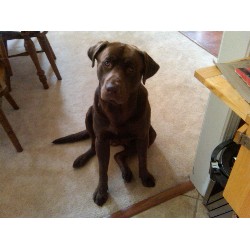 Labrador Retriever Stud in Georgia