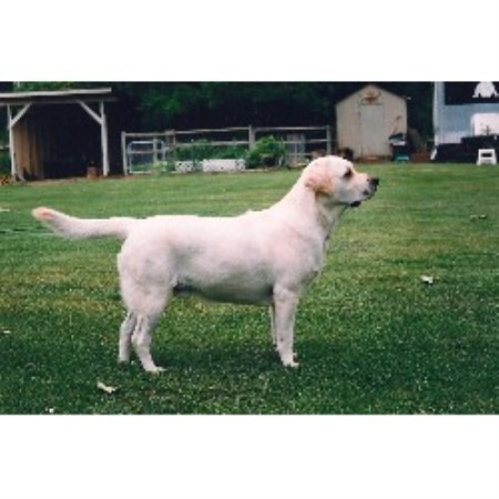 Labrador Retriever Breeder in Coldstream, British Columbia