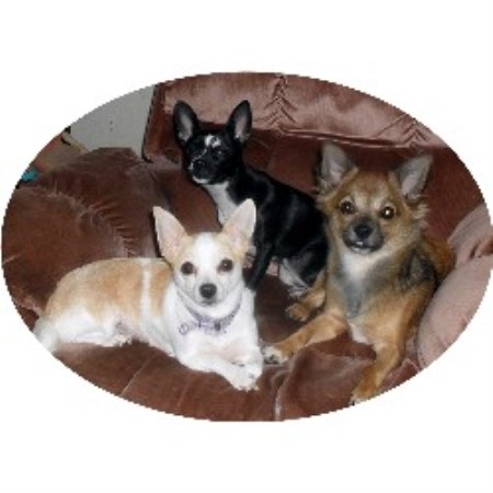 Chihuahua Breeder in Ridgefield, Washington