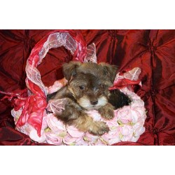 Miniature Schnauzer Breeder in San Antonio Area, Texas