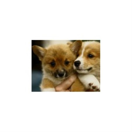 Pembroke Welsh Corgi Breeder in Pittsford, Michigan