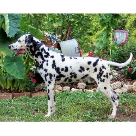 Dalmatian Breeder in Winder, Georgia