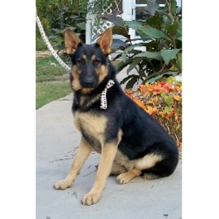 german shepherd puppies atlanta german shepherd gsd alsatian breeders in freedoglistings german shepherd puppies atlanta german shepherd gsd alsatian breeders in freedoglistings