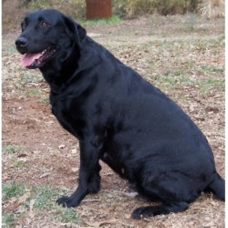 Labrador Retriever Breeder in Winder, Georgia