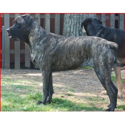 Mastiff Breeder in Rosharon, Texas