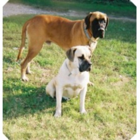 nebolish mastiff rare breed mastiff that does not have a drool problem ...
