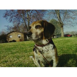 Beagle Stud in North Carolina