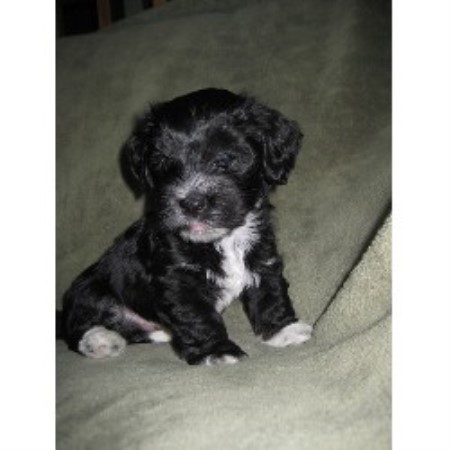havanese breeders michigan hastings havanese havanese breeder in hastings michigan listing id 16702 havanese breeders michigan hastings havanese havanese breeder in hastings michigan listing id 16702
