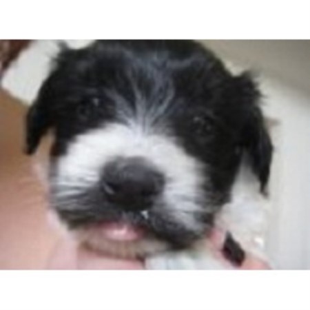 havanese rescue ohio havanese breeders in michigan freedoglistings havanese rescue ohio havanese breeders in michigan freedoglistings