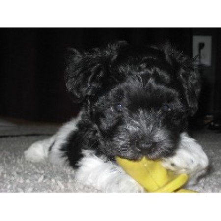 havanese in michigan hastings havanese havanese breeder in hastings michigan listing id 16702 havanese in michigan hastings havanese havanese breeder in hastings michigan listing id 16702