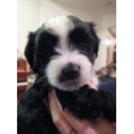 havanese in michigan hastings havanese havanese breeder in hastings michigan listing id 16702 havanese in michigan hastings havanese havanese breeder in hastings michigan listing id 16702
