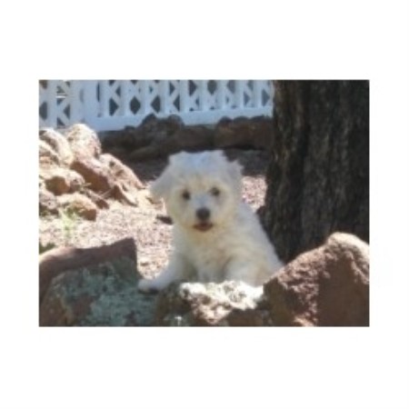 Coton De Tulear Breeder in Williams, Arizona